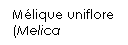 Zone de Texte: Mlique uniflore (Melica uniflora)